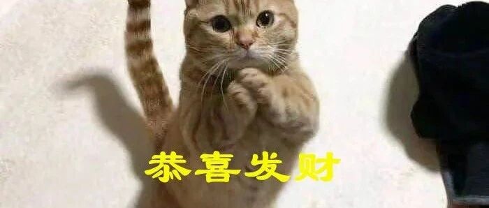 为什么你家猫主子总是不爱睡猫窝？