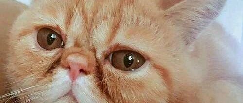 加菲猫不做哭哭猫之扫清泪痕