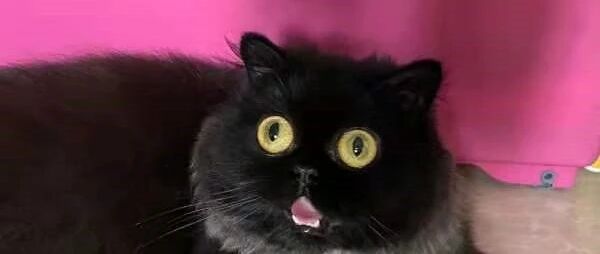 读懂猫咪这些肢体语言，就能判断猫咪是什么状态啦