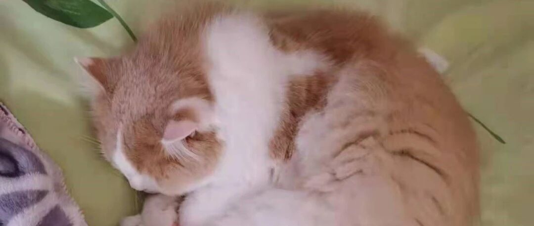 冬季橘猫特辑：看到这个橘色的小家伙，冬天也能暖洋洋~