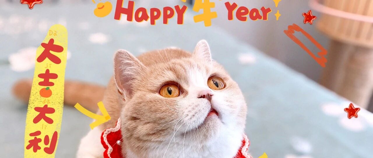 拜年啦拜年啦！小猫咪给各位铲屎官拜年啦~！