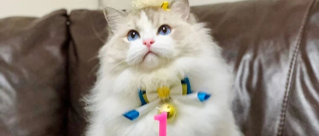 给猫咪庆祝生日，主人意外发现自家的猫咪很像某种食物！