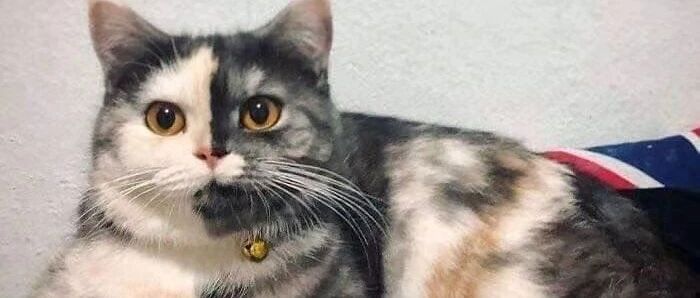 猫癣诊断：如何分辨猫咪是不是得了猫癣？