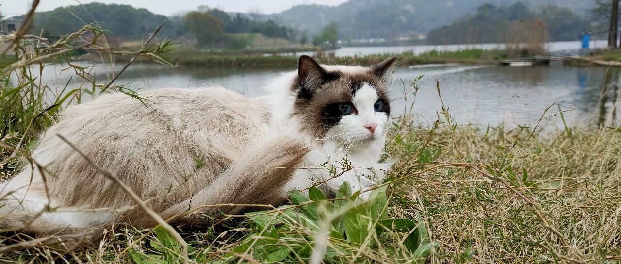 猫咪春日图：这样拍照才能给猫咪拍出美照