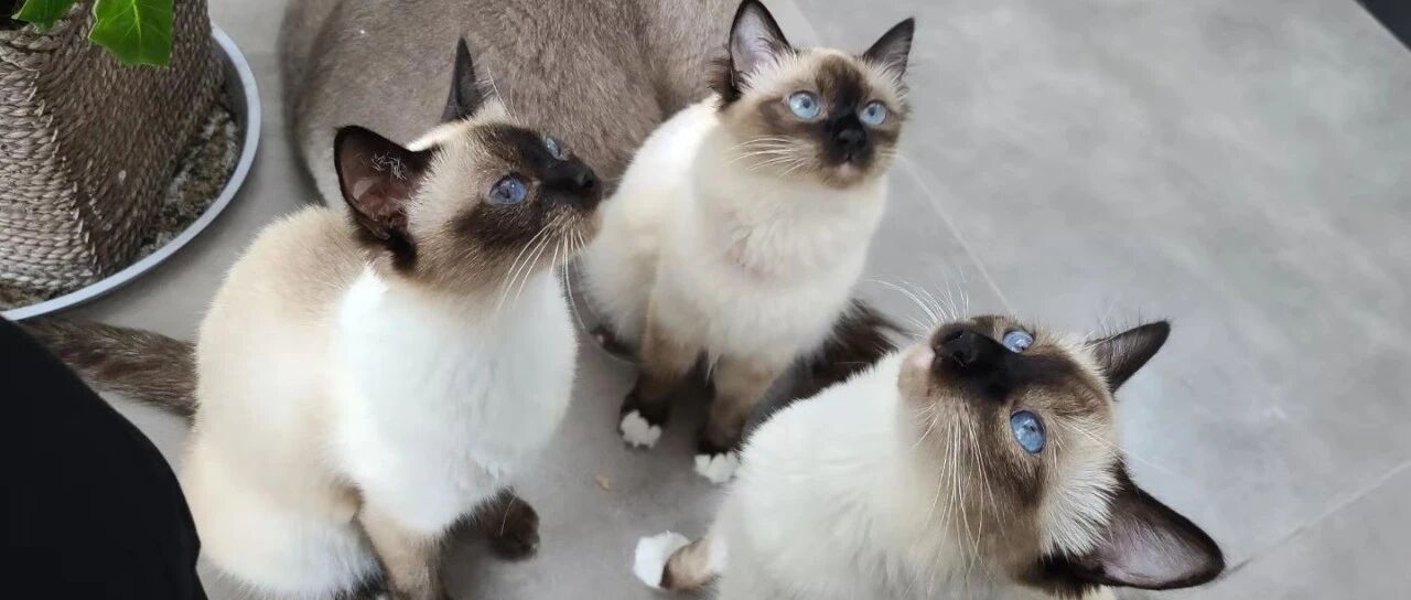 毛孩子被食物噎住怎么办？铲屎官必须掌握的海姆立克急救法！