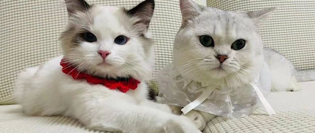 猫主子的新年战衣：织一条冬日猫咪围脖吧！