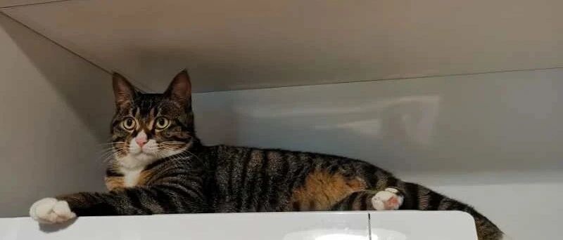 猫咪蹲坐在微波炉上，主人差点找不见它...