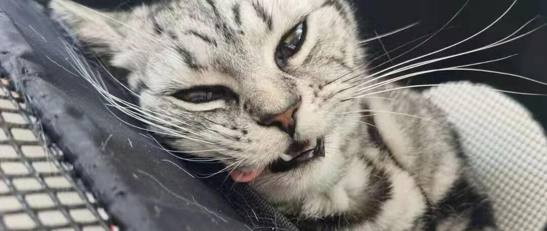 猫咪绝育时联合医生一起演戏，真的有用吗？