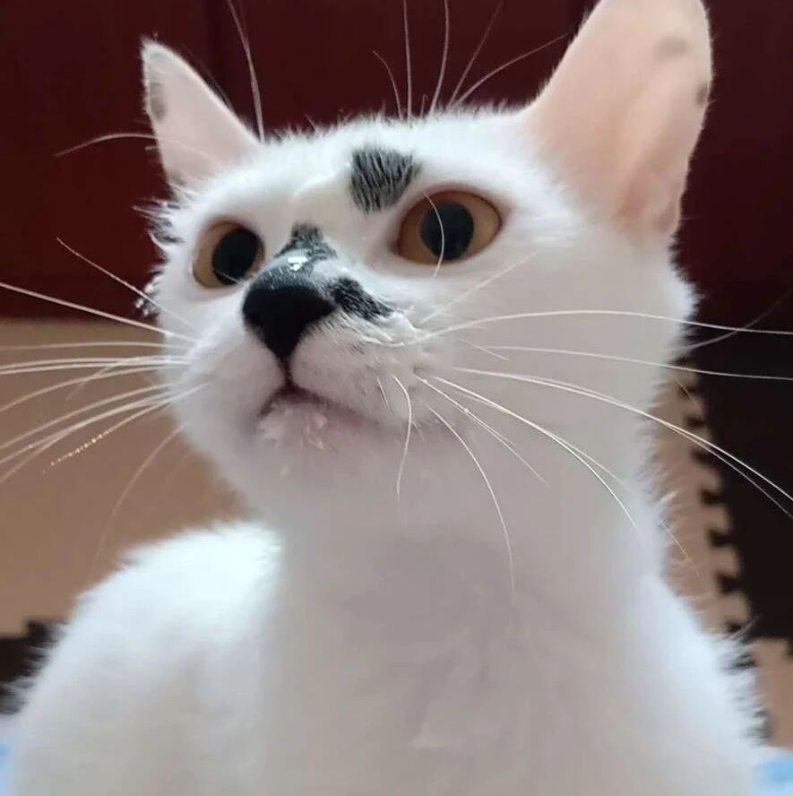 猫咪全身白毛就是尾巴和鼻子是黑色的...看到的人都说：猫妈妈生它的时候太随意了吧！