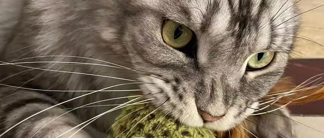 不同年龄段的猫咪喜欢的玩具大有不同，铲屎官必看