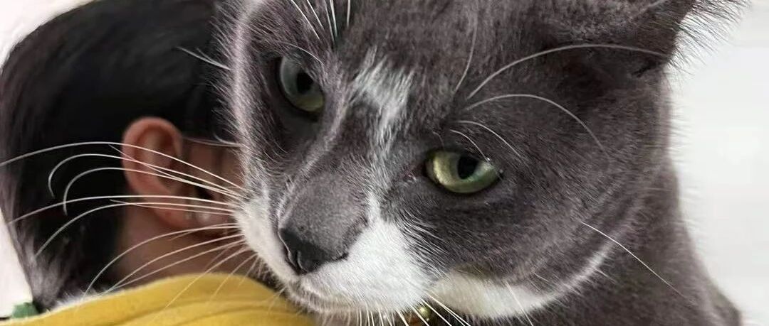 明明都是我在喂猫，为什么猫咪更喜欢我的男朋友/老公？