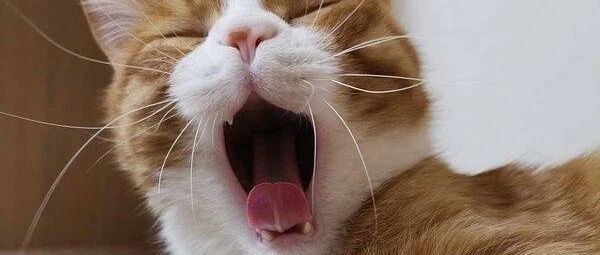 猫咪频频打哈欠？你以为是主子困了吗？