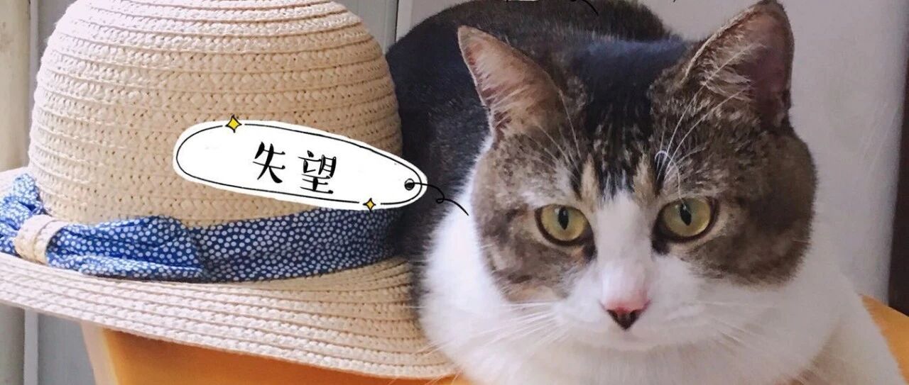 猫咪彪起来，快递小哥都怕