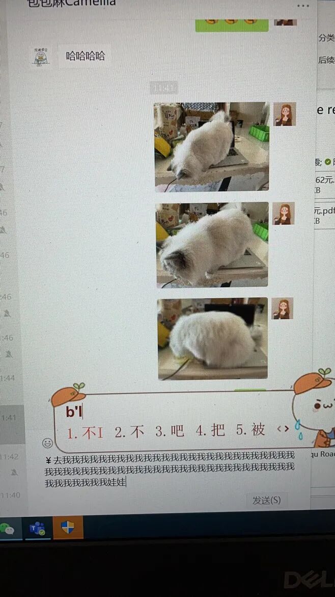 认真办公却总被猫咪打扰 为什么小猫咪喜欢霸坐在电脑前 柠檬资讯