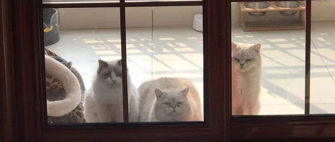 多猫家庭|家里迎来第二位小主子时需要考虑的小tips！