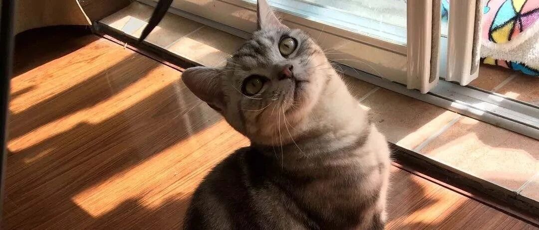 家里来了新猫后，和两只原住民猫咪每天打架该怎么办？