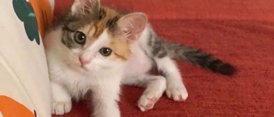 捡到一只三花小猫，竟然一只眼睛大一只眼睛小
