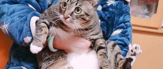 猫：那些年，我都经历了什么从曾经的小可爱变成了如今的「包租婆」