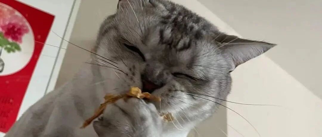 啃花又啃草：看猫主子万花丛中过，片叶不给留