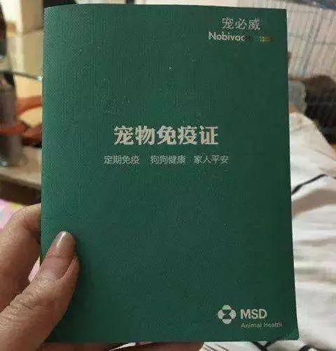 網約車6小時才把小貓送到，貓咪托運究竟需要注意什麼事項 寵物 第11張