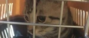 网约车6小时才把小猫送到，猫咪托运究竟需要注意什么事项