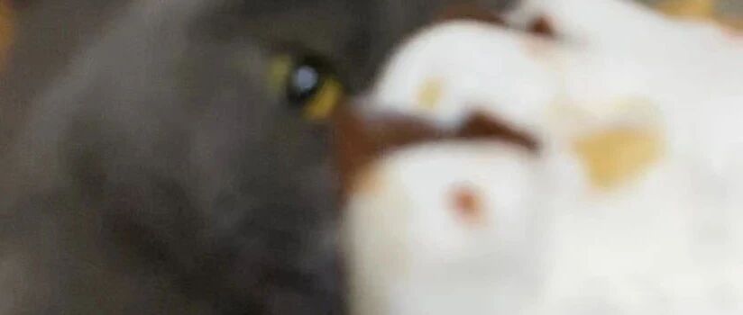 猫咪看着主人吃雪糕，瞬间留下了口水，科普时间：猫咪可以吃雪糕吗？