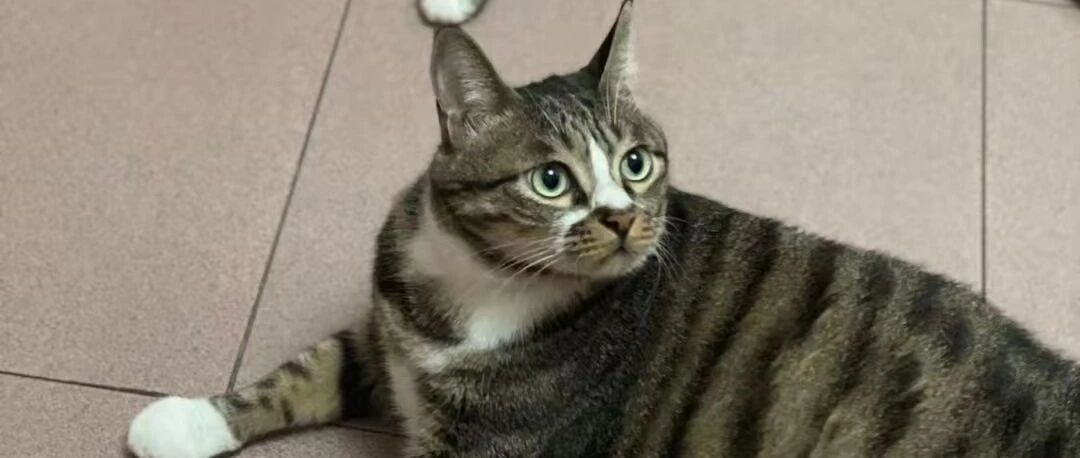 为什么有的小猫咪对人类食物毫不感兴趣，猫咪喜欢上饭桌可以纠正吗？