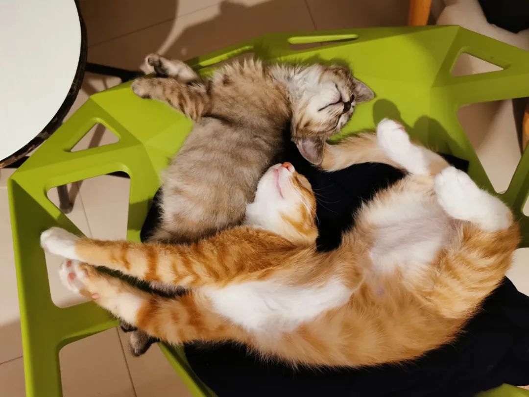 小橘貓被收養後主人又給他帶來一隻貍花貓做媳婦，兩隻小貓的感情從小培養起來 寵物 第5張