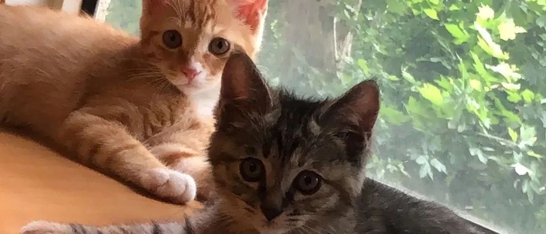 小橘猫被收养后主人又给他带来一只狸花猫做媳妇，两只小猫的感情从小培养起来