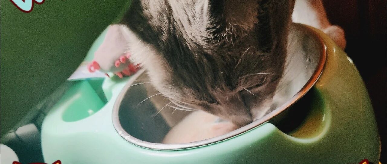 如何判断猫咪脱水？猫咪脱水怎么办？