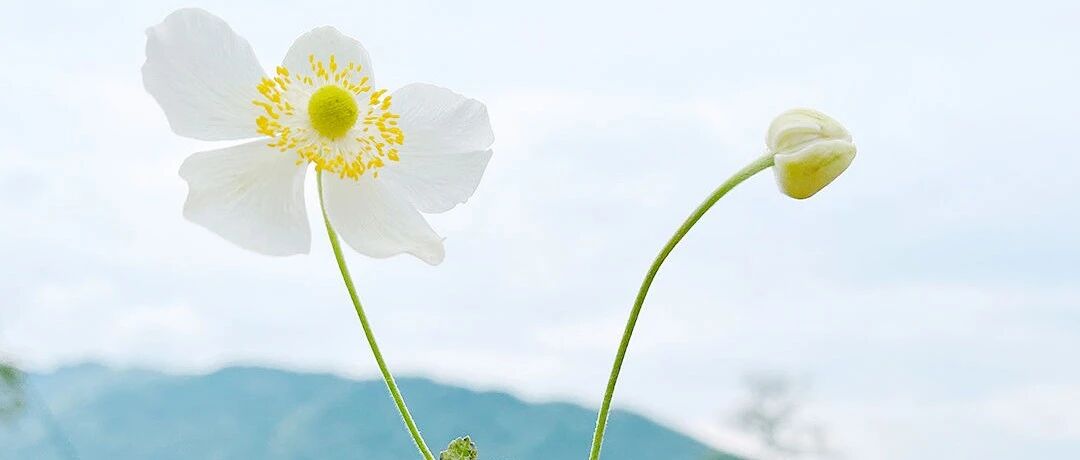 【湿地作文】秦岩：萤火虽微，愿为其芒——《微光》作文指导