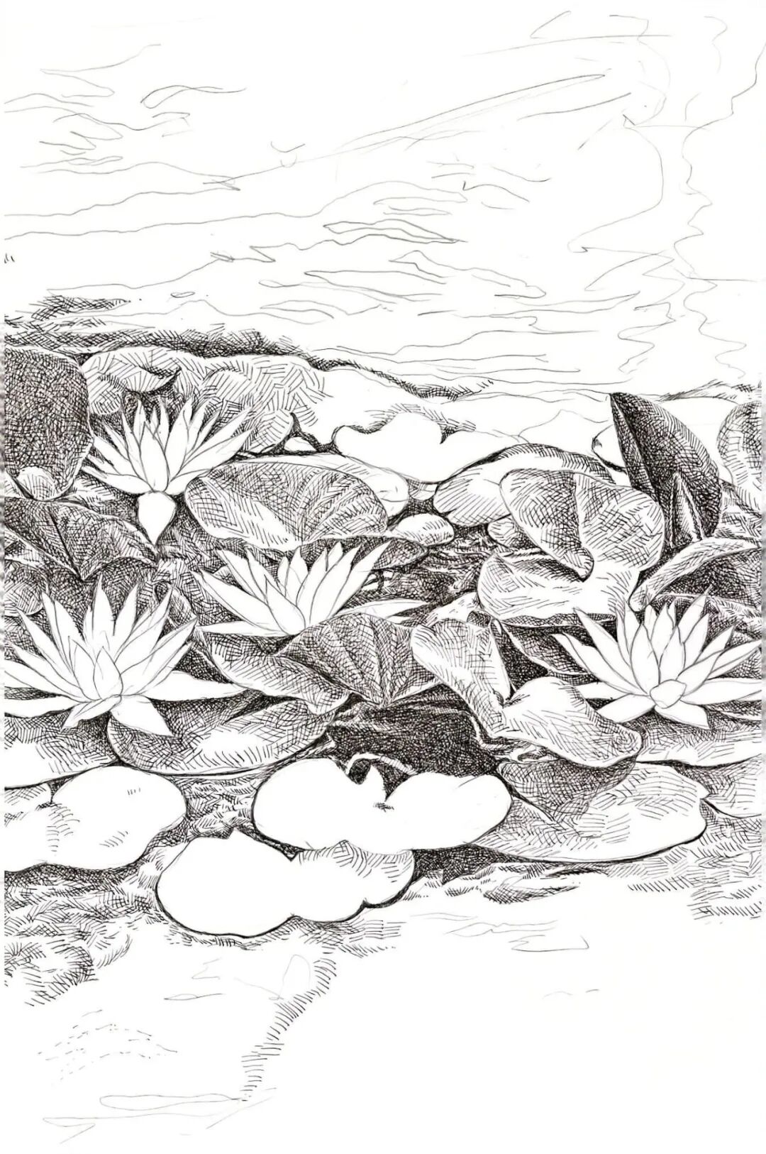 「小进钢笔画」睡莲!