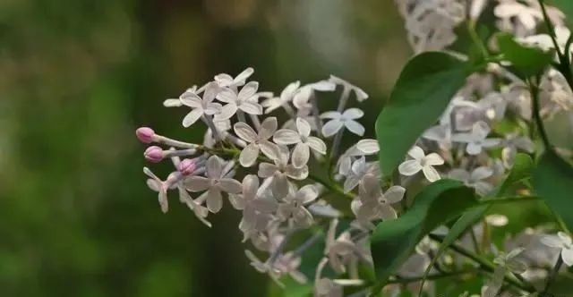 绠短汲深打那一生肖_空前绝后打一生肖_一尘不染白麻布打’一生肖