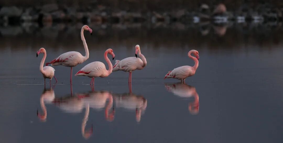 【新年特辑】南有红鹤，北有黑鹳！三晋大地上南北特有的鸟儿~