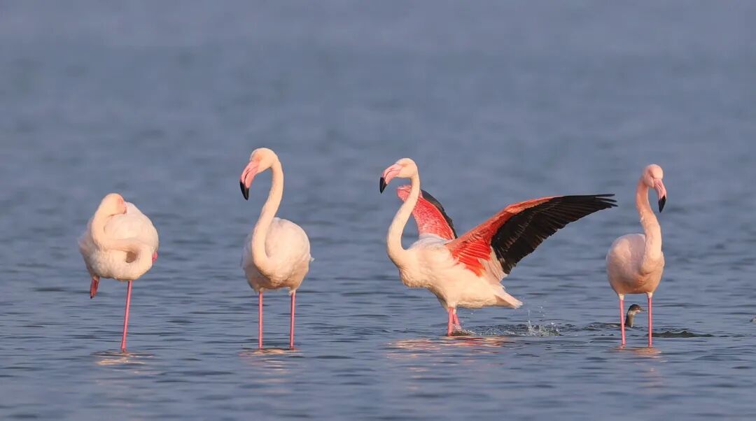 【新年特辑】南有红鹤，北有黑鹳！三晋大地上南北特有的鸟儿~