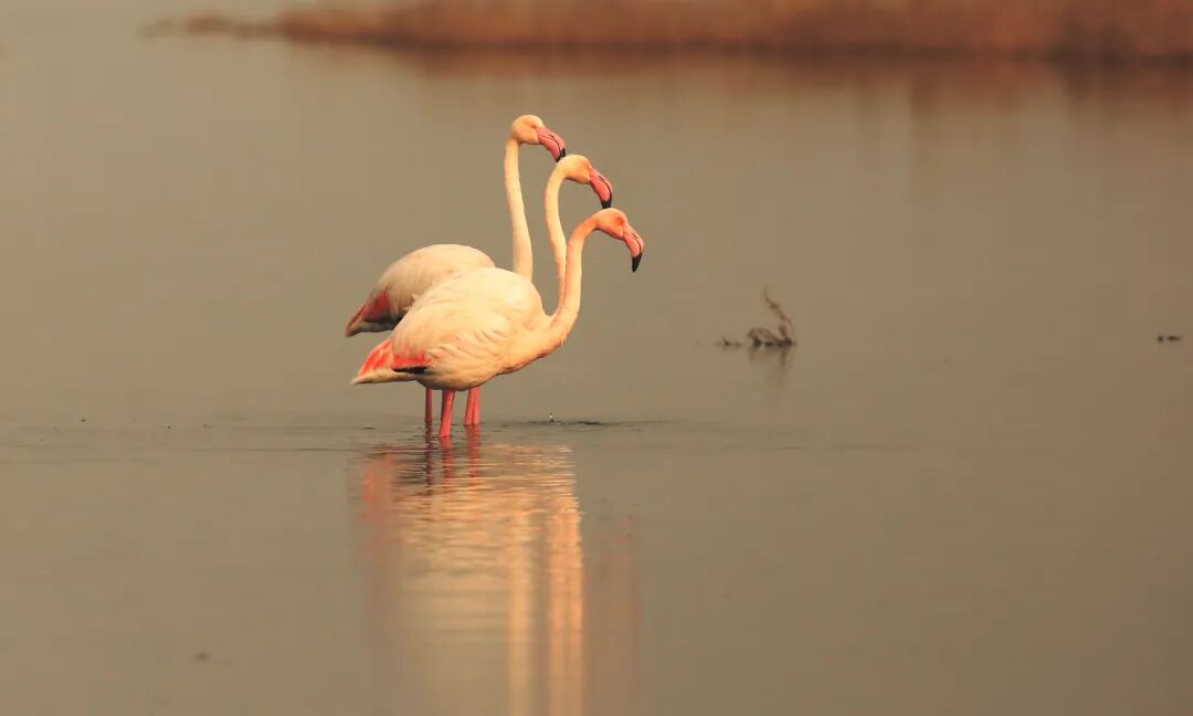 【新年特辑】南有红鹤，北有黑鹳！三晋大地上南北特有的鸟儿~