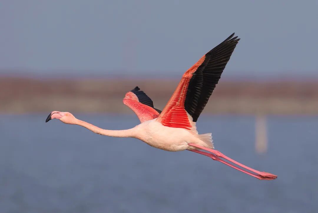 【新年特辑】南有红鹤，北有黑鹳！三晋大地上南北特有的鸟儿~