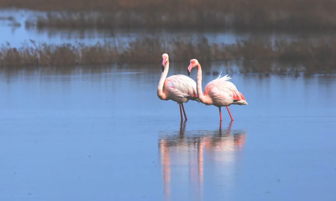 【新年特辑】南有红鹤，北有黑鹳！三晋大地上南北特有的鸟儿~