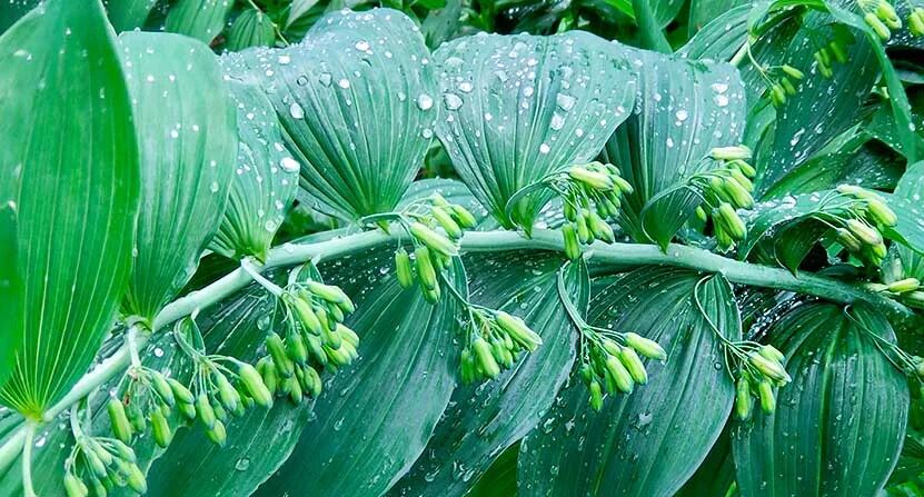 黄精仿野生栽培:是绿色骗局还是生态农业的未来?