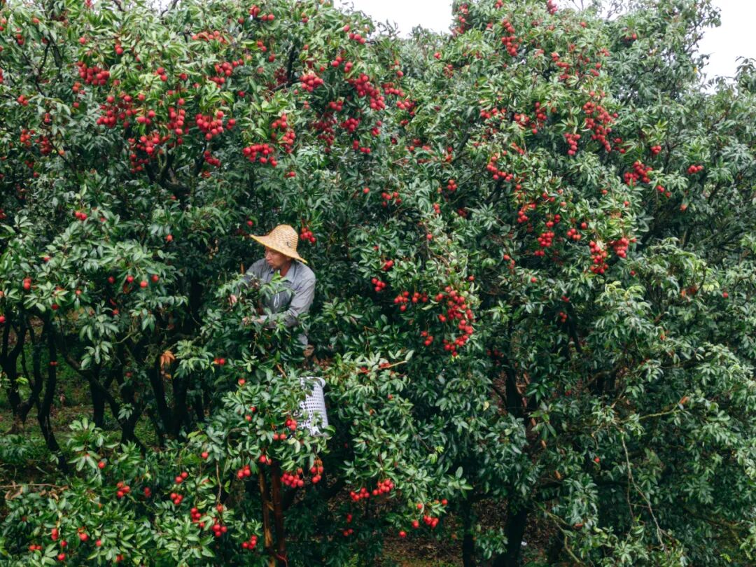 ▲ 2023年6月，广东茂名高州市根子镇，果农正在荔枝林中采摘。