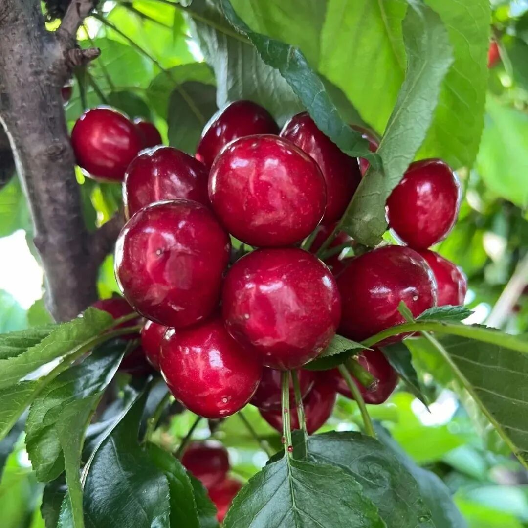 樱桃红了!快来山东赴一场甜蜜盛宴
