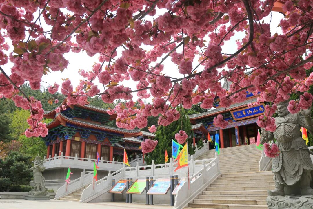 威海赤山景区▲日照白鹭湾/来源:白鹭湾▲滨州邹平樱花山/来源:滨州