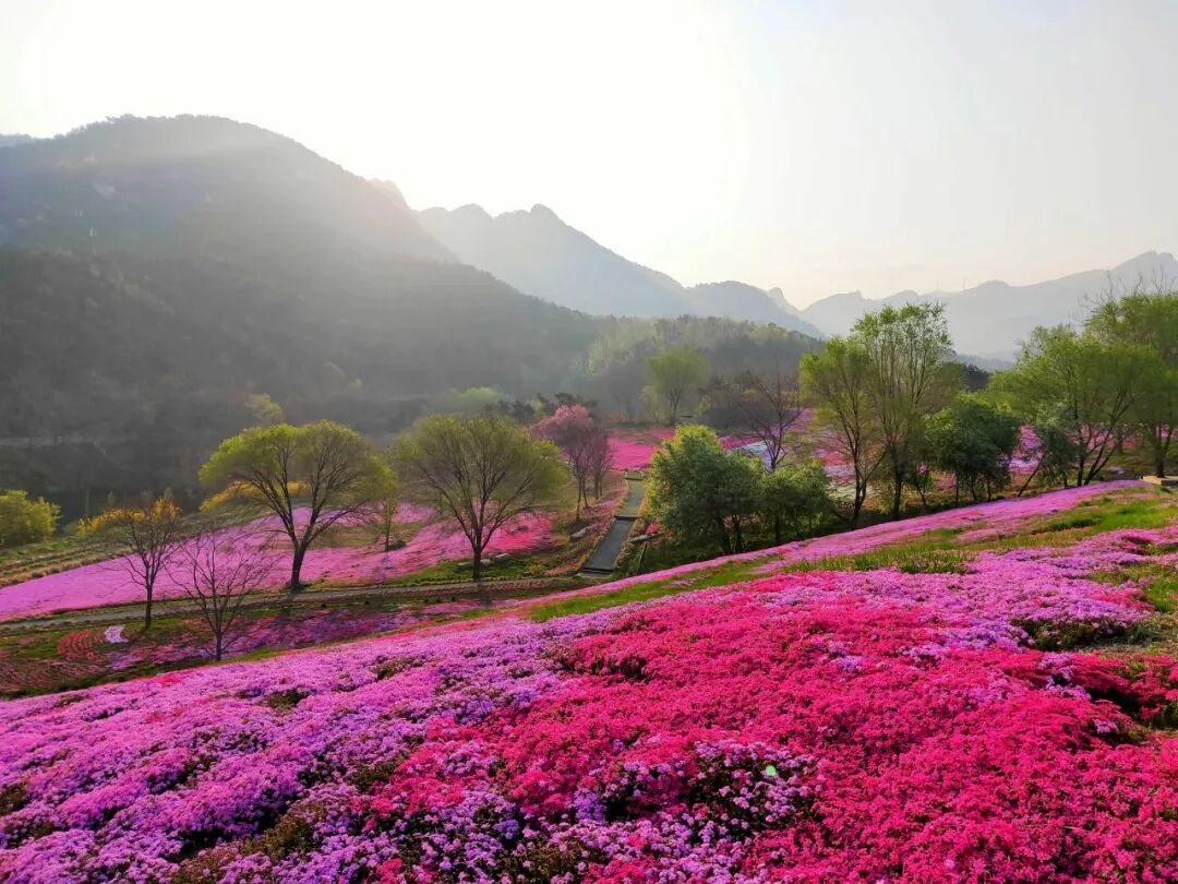 嵛山▲威海赤山景区▲日照白鹭湾/来源:白鹭湾▲滨州邹平樱花山/来源