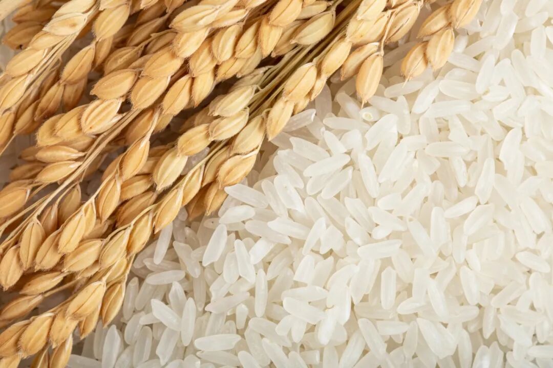 摄图网_501688039_稻穗和长粒香大米(企业商用).jpg