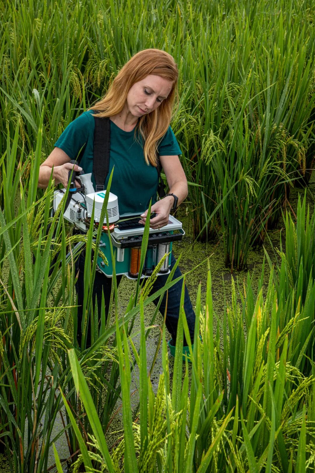 會(huì)議預(yù)告 | 北京萊闊助力光合高效研究 ——2025年光合作用生理生態(tài)研討會(huì)暨光合作用研究技術(shù)暑期學(xué)校（7月20-26日）