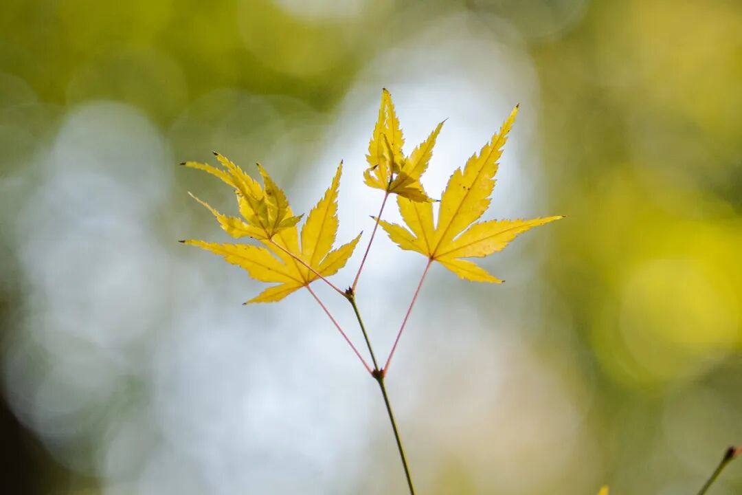 提高文章通过率与自媒体创作技巧