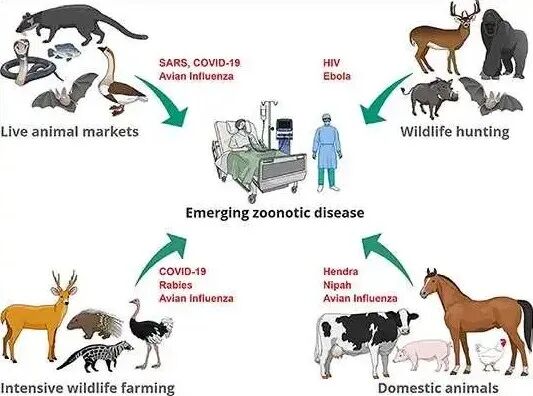 Fig 1 | Zoonotic disease examples and transmission pathways3