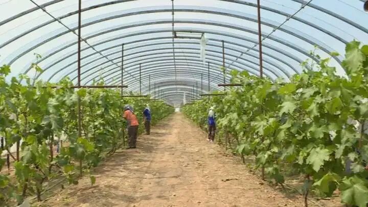 150棵树带动增收15%，南大营子村葡萄树认养+古村游助力乡村振兴