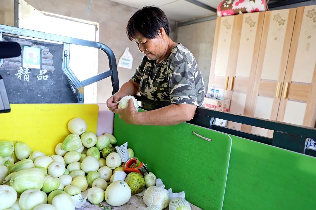 高春玲是村里的香瓜种植大户,她家从2016年开始种植大棚香瓜,并带头