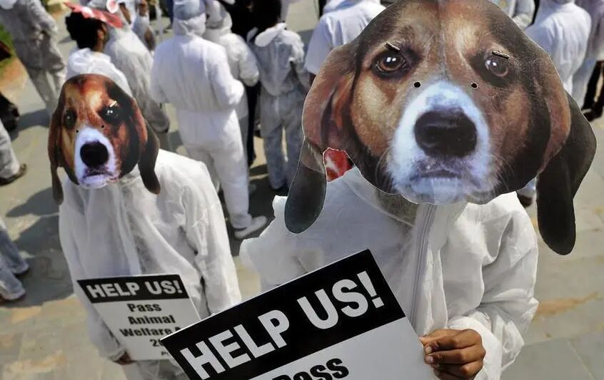 动物福利图册_360百科